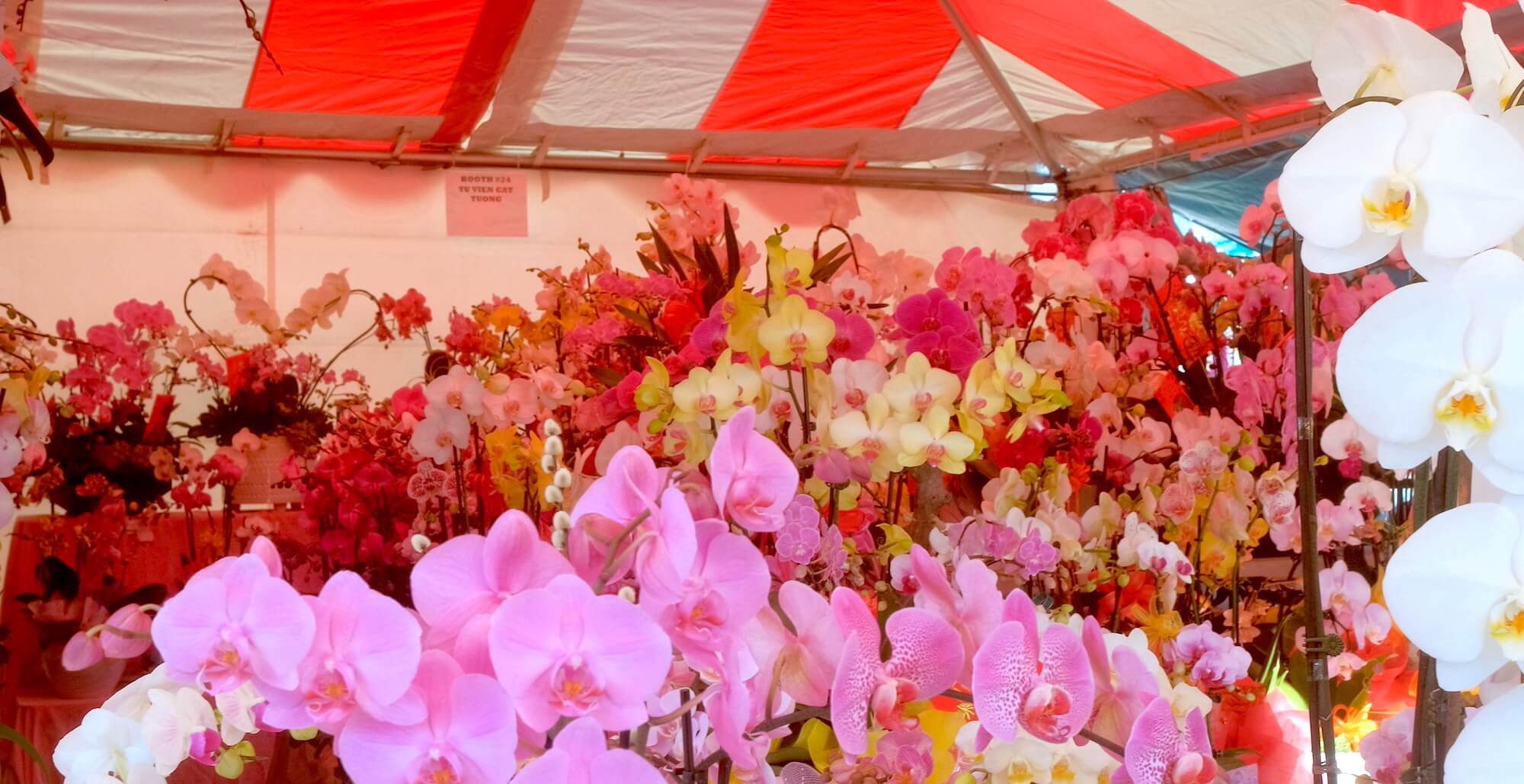Stall selling orchids at the Asian Garden Flower Festival