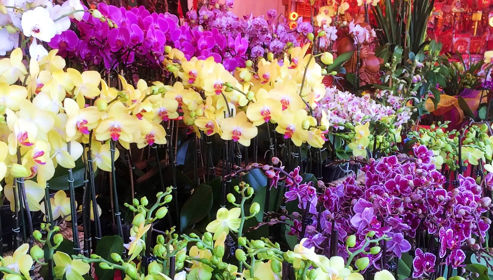 Stall selling orchids at the Asian Garden Flower Festival